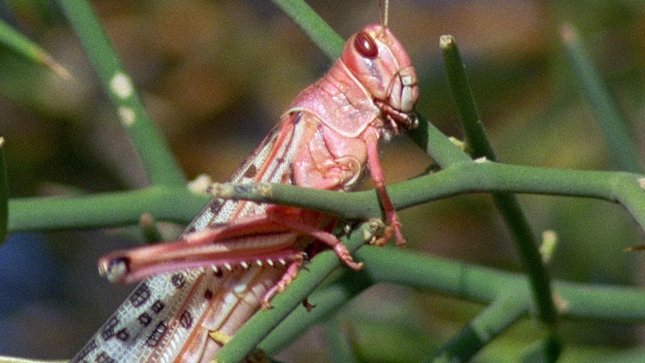 World Bank’s $200 Million for Pakistan to fight Locusts