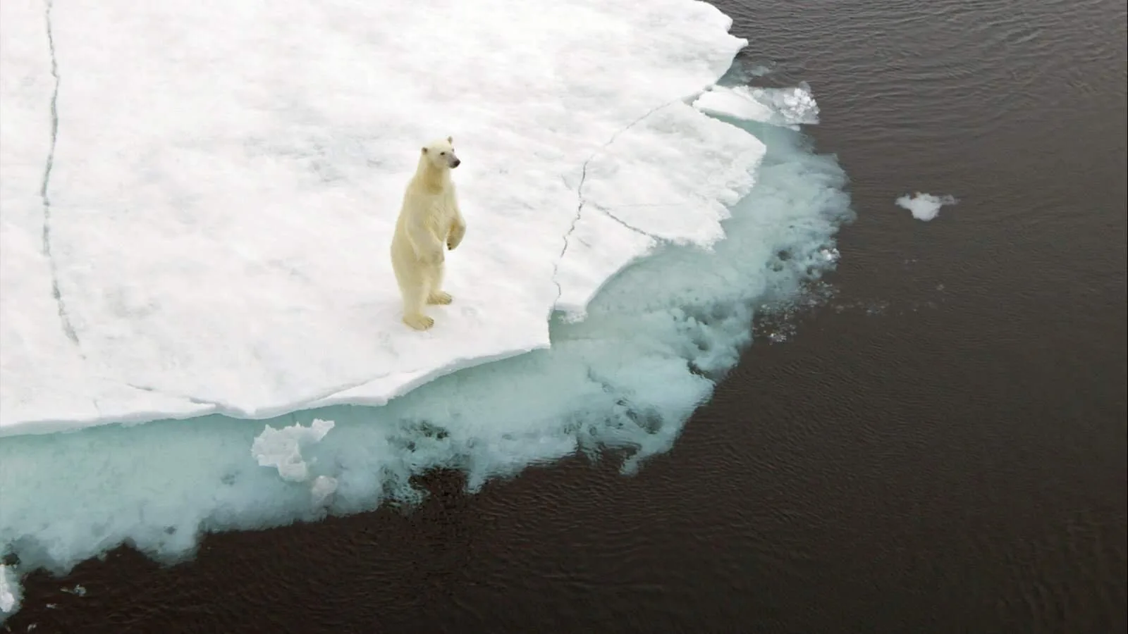 The Race of Polar Bear might die out first in the Artic