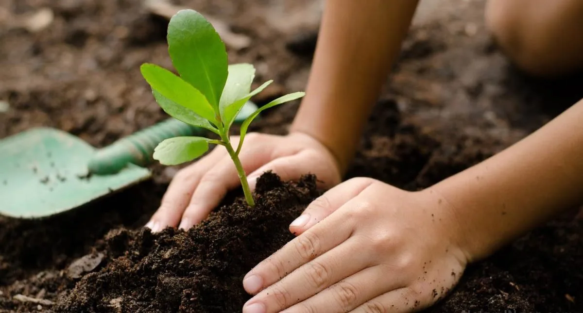Monsoon Tree Plantation Campaign 2020 in Kahuta