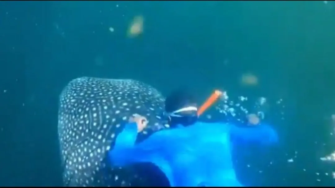 Whale Spotted near Mubarak Village Pakistan by Divers