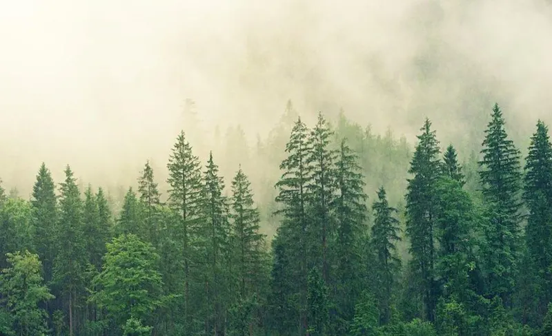 Polyculture Forests