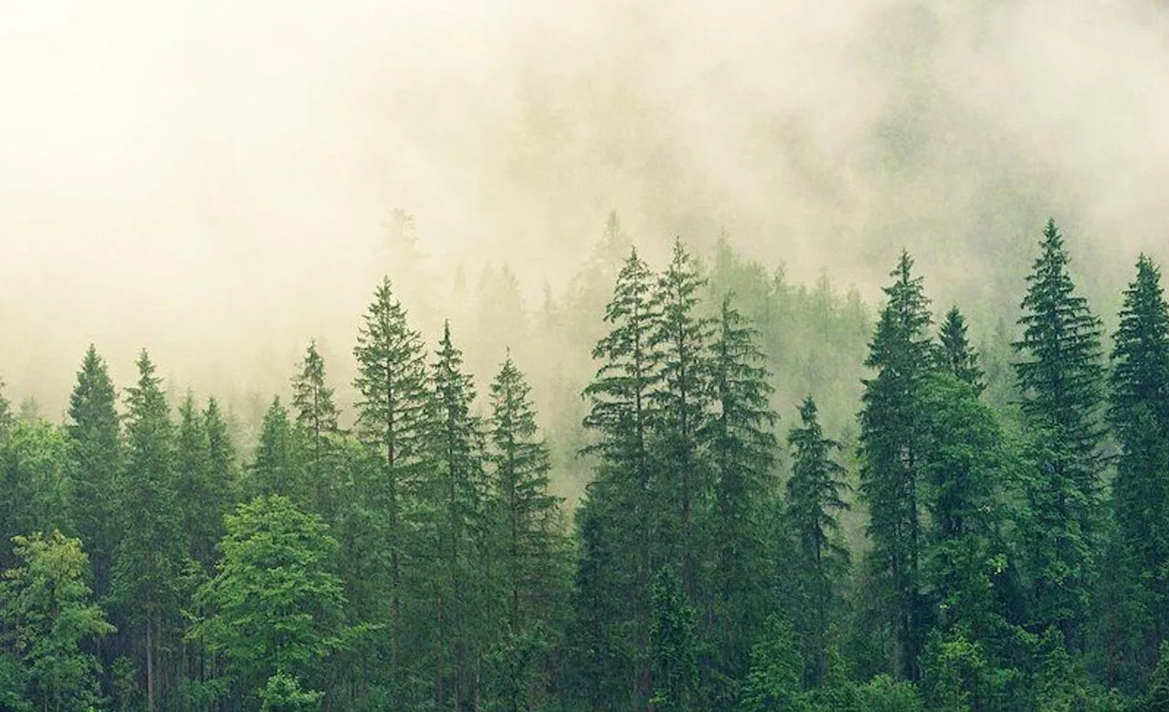 Polyculture Forests
