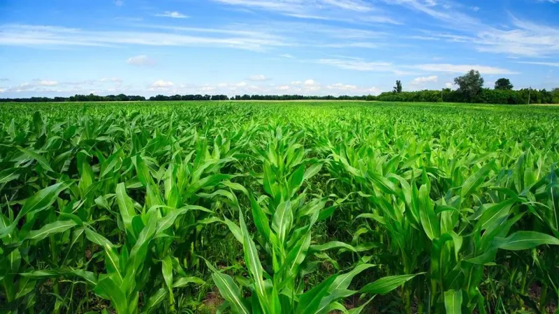 Agricultural Growth