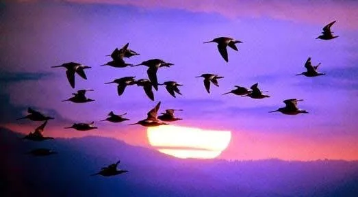 Bird Disease and covid'19 check in australia