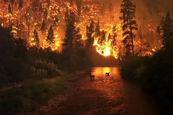 Fire Incidents in Haripur