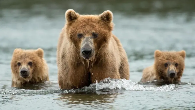 Bear Baiting is not acceptable