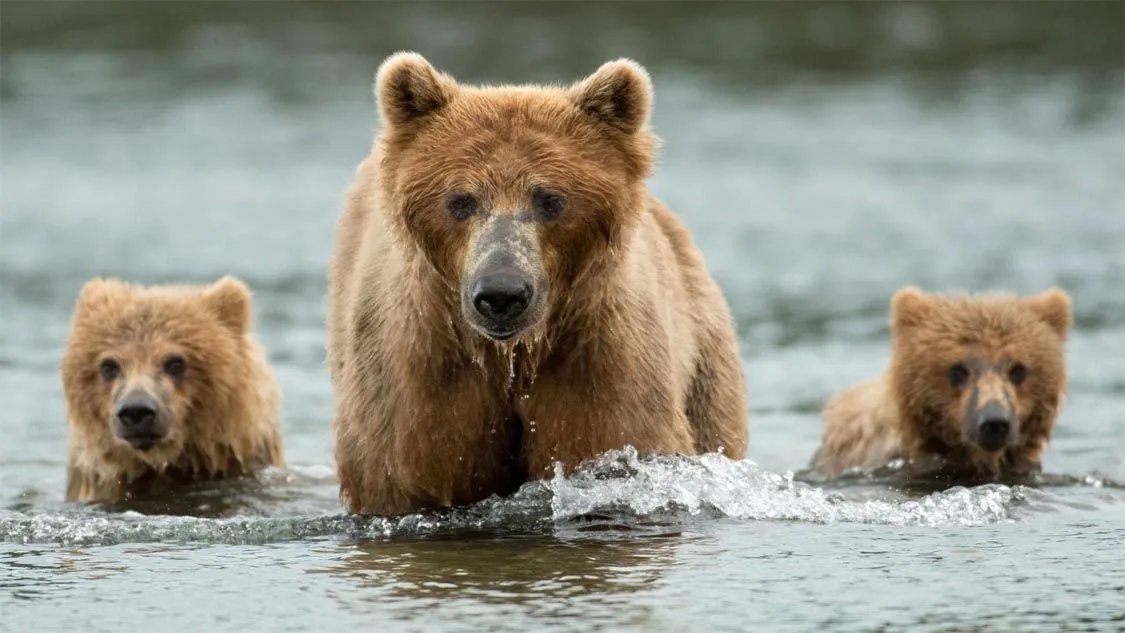 Bear Baiting is not acceptable