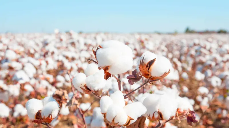Cotton Cotton Field.