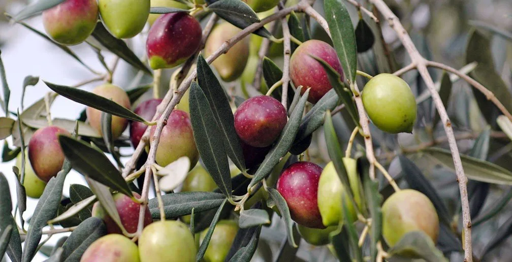 Olive Trees