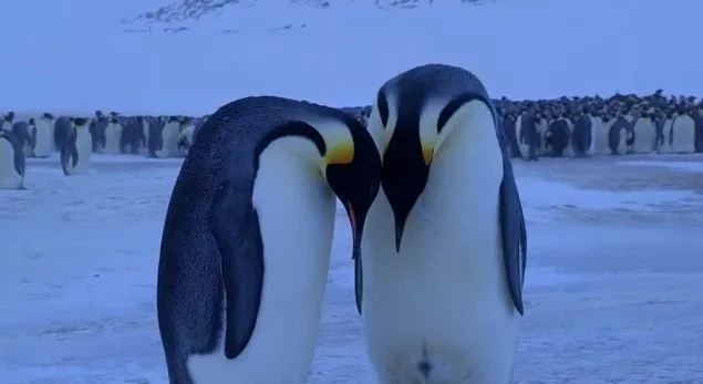 Penguins