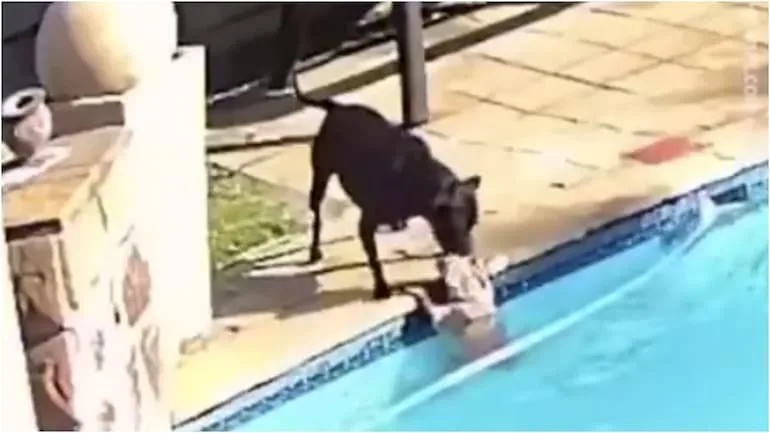 Dog saves