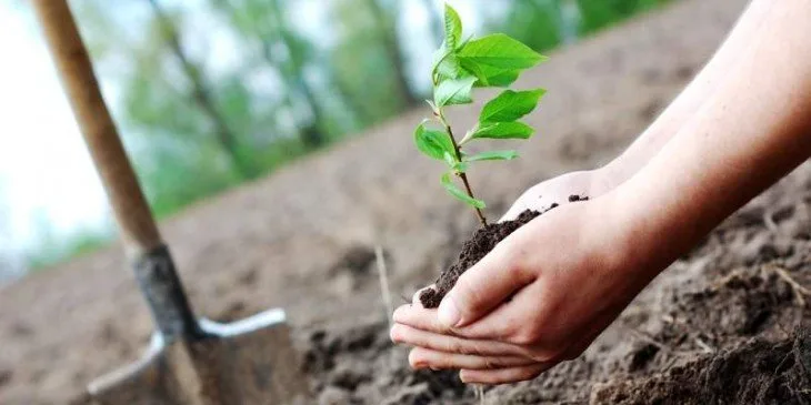 saplings