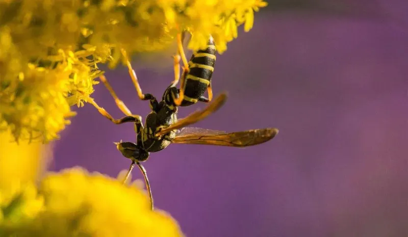 Wasps