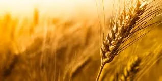 wheat