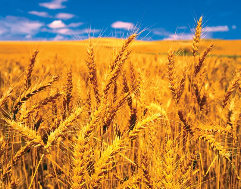 wheat