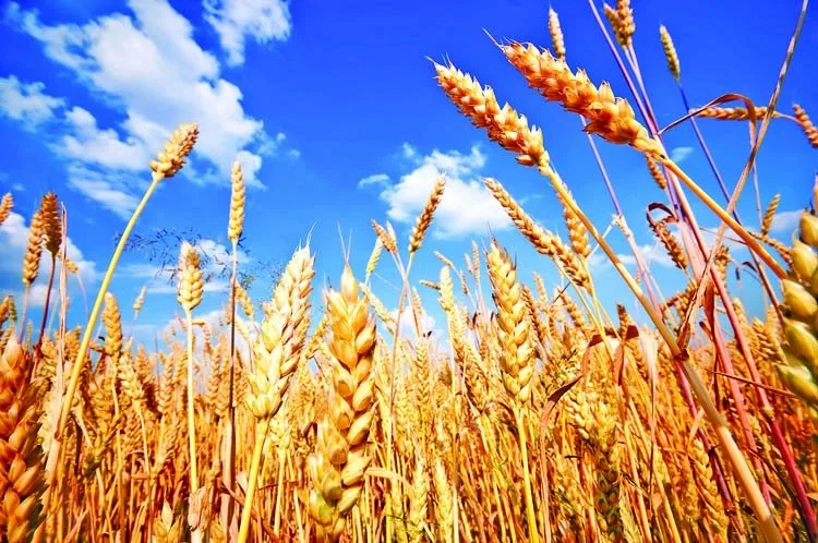 Wheat