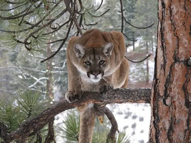 A Mountain Lion stalked a hiker in Utah