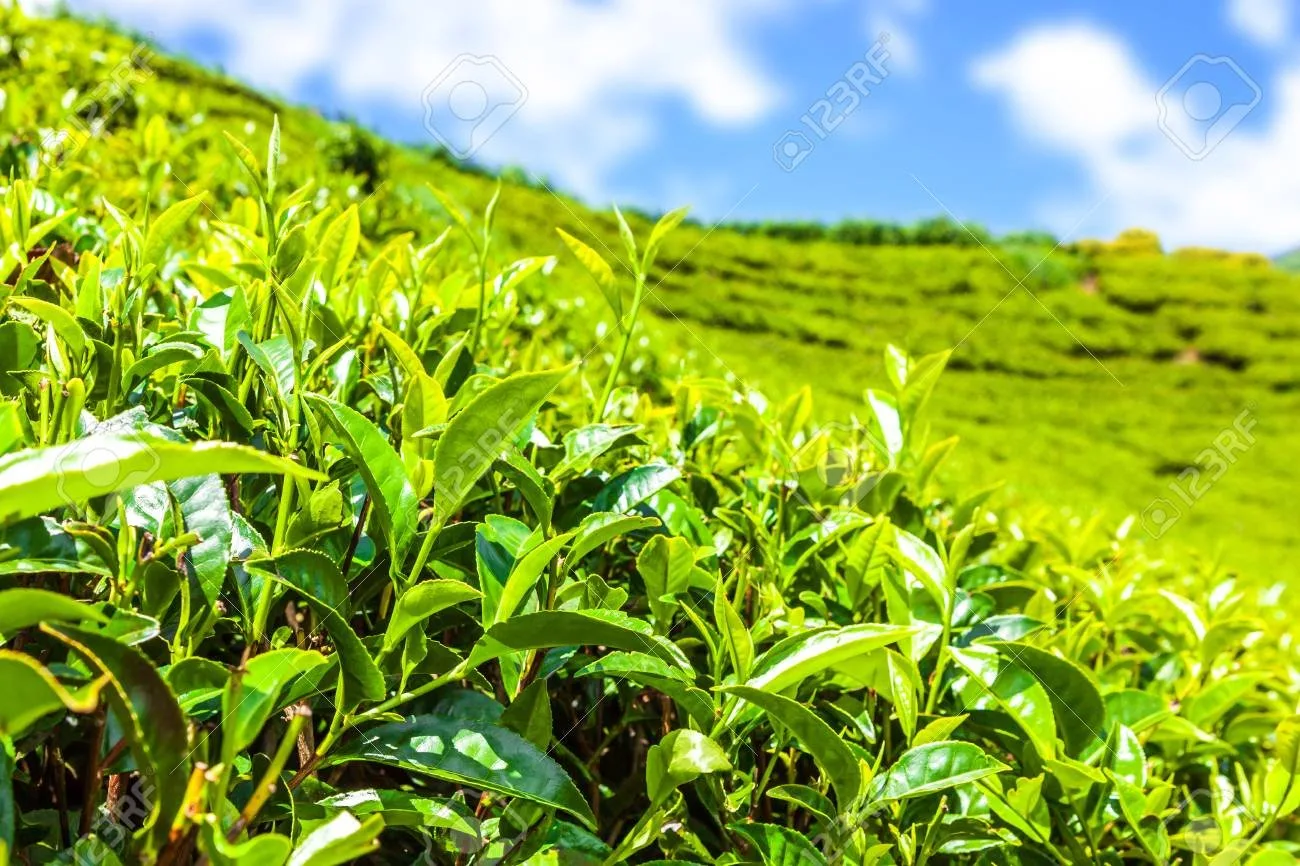 Tea tax