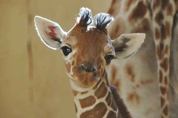 Baby Giraffe
