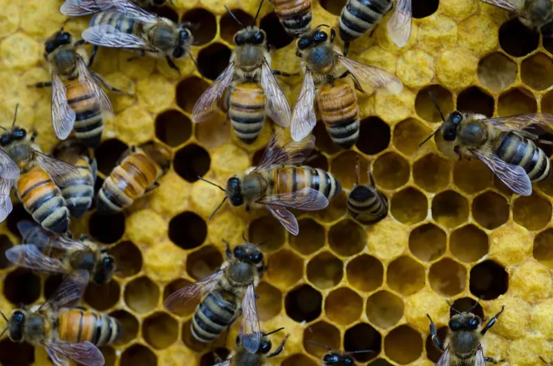honey