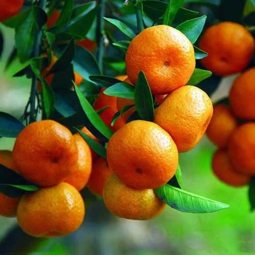 Kinnow export
