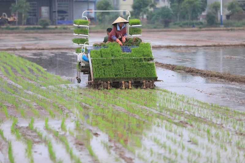 agriculture