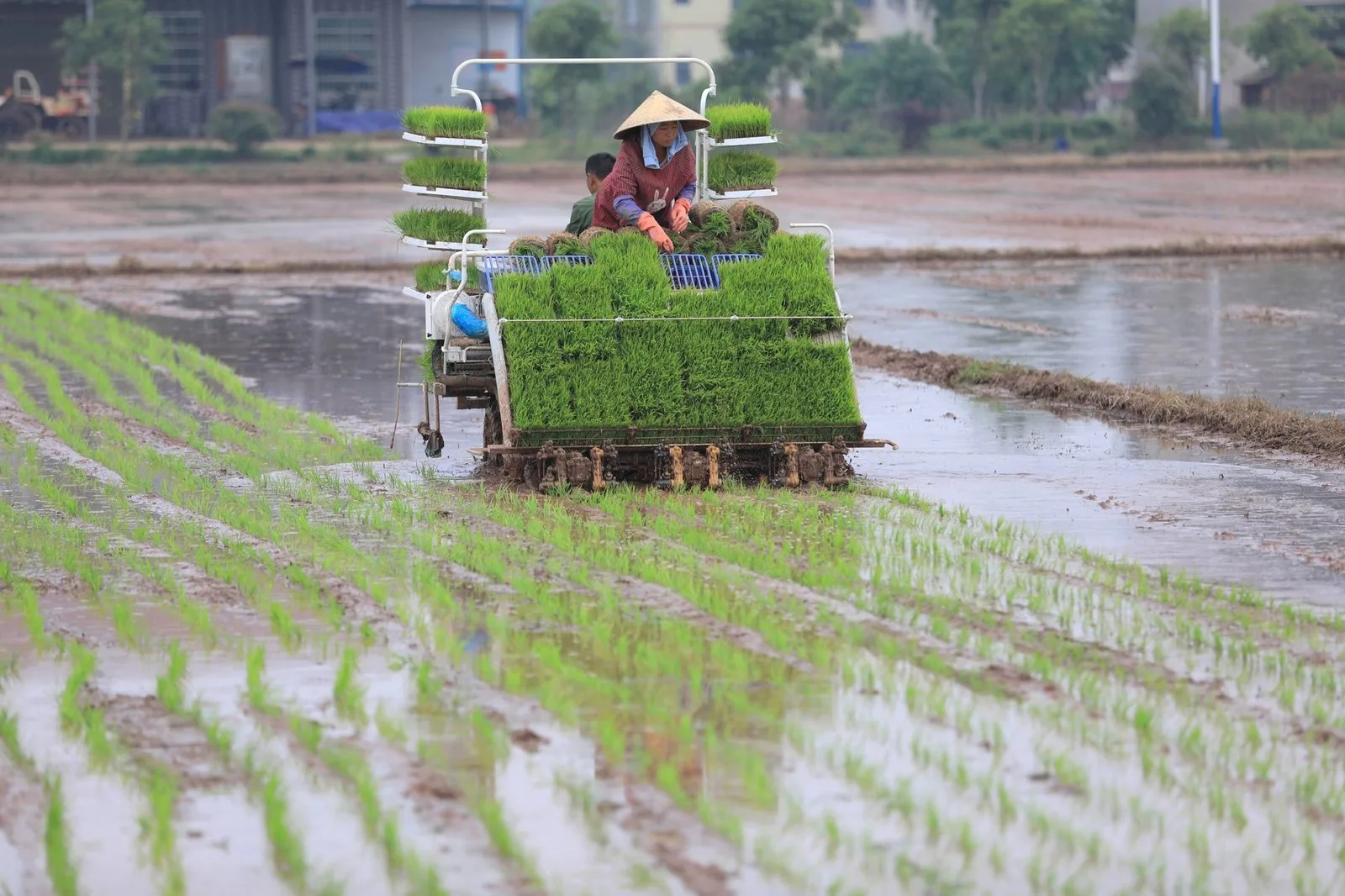 agriculture
