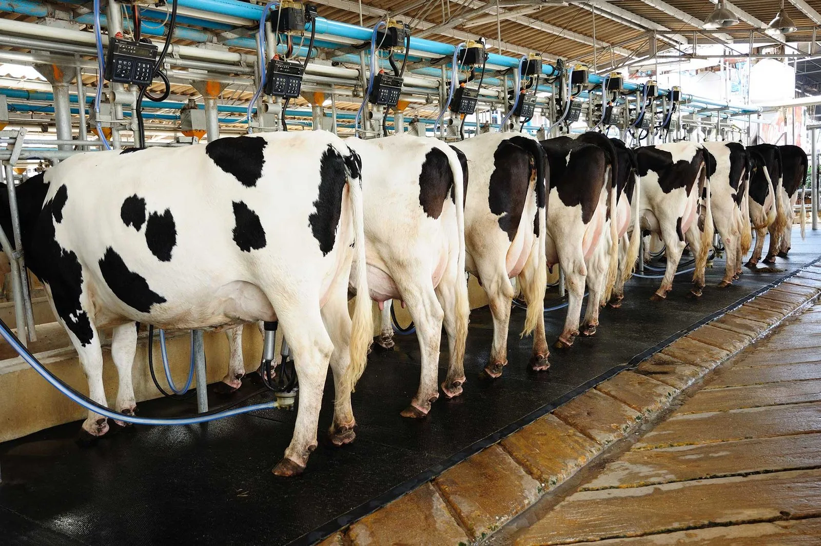cow breeding