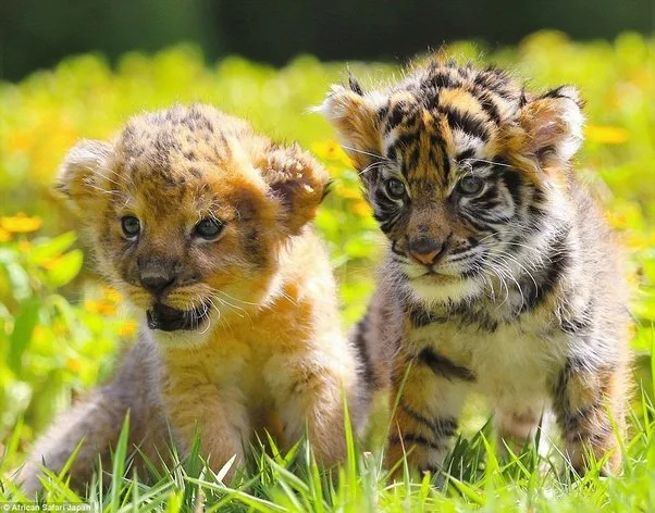 Lion cub vs Tiger cub