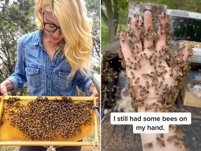 Bees