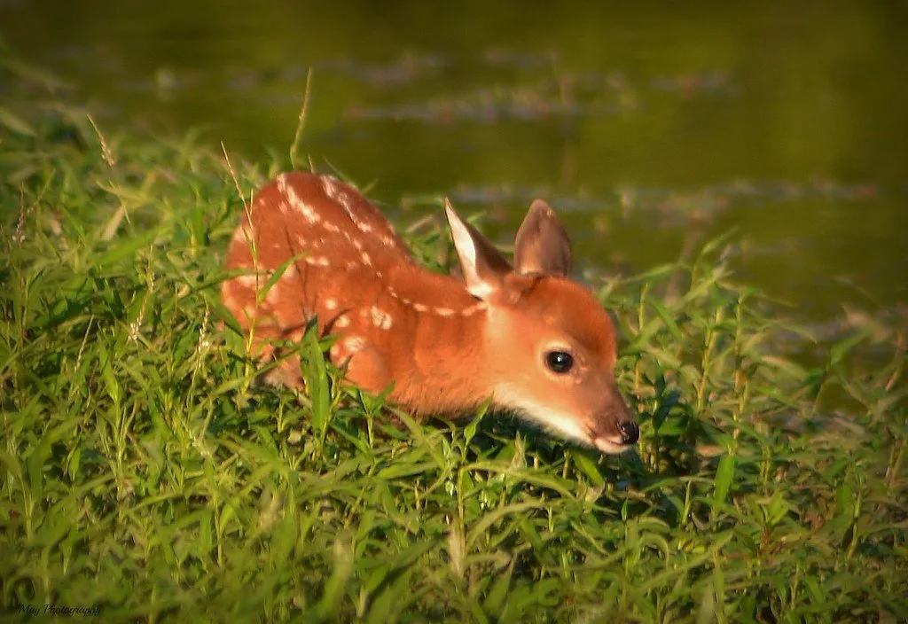 Baby Fawn