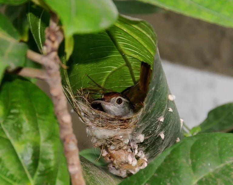 Bird's Nest