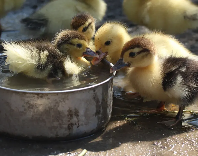 Ducklings