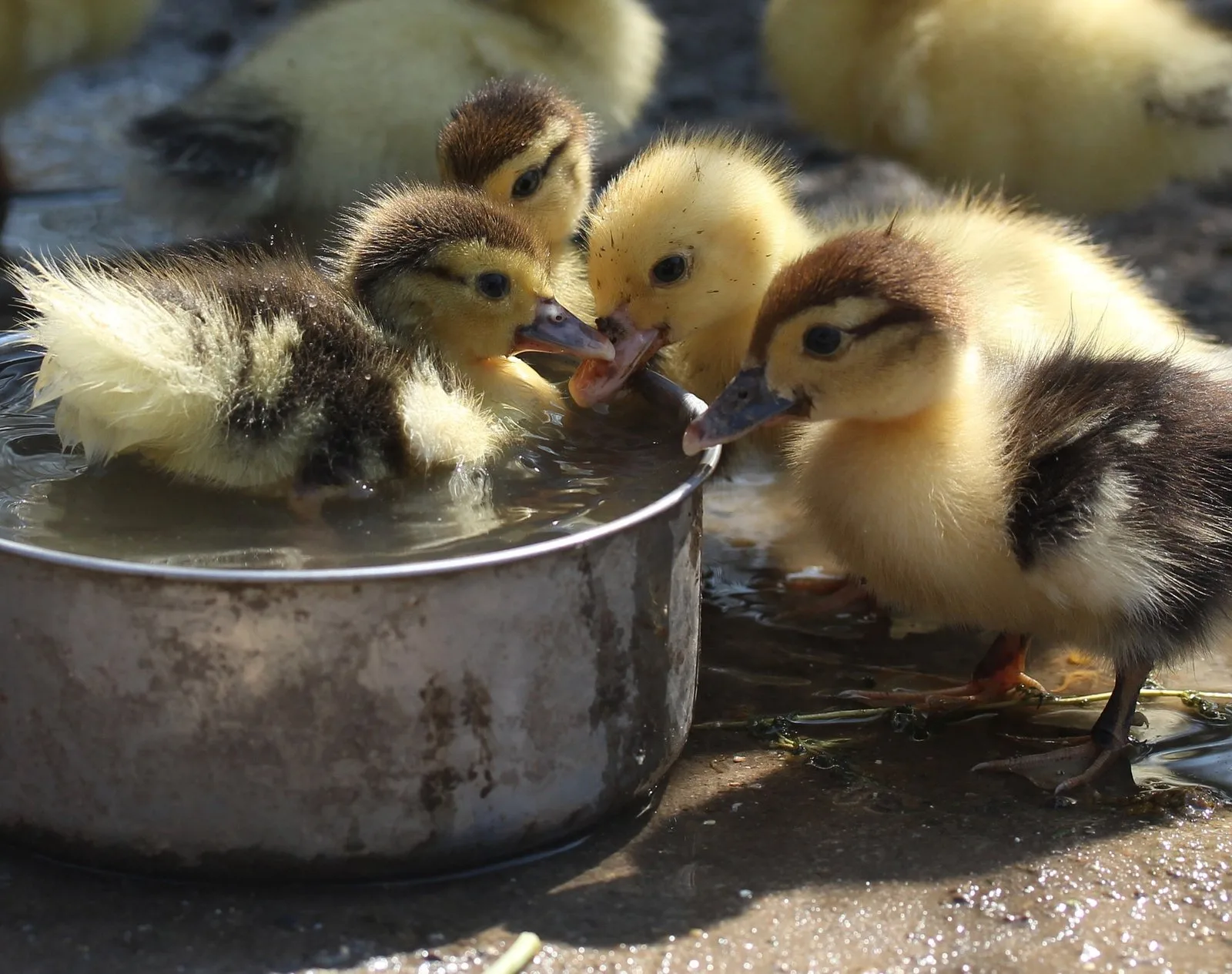 Ducklings