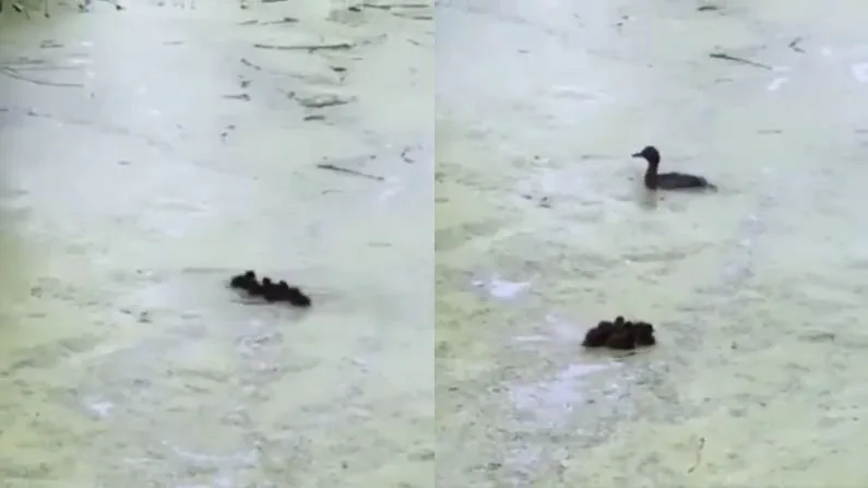 Mother Duck