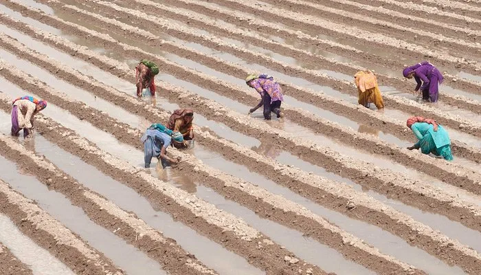 Cotton Sowing
