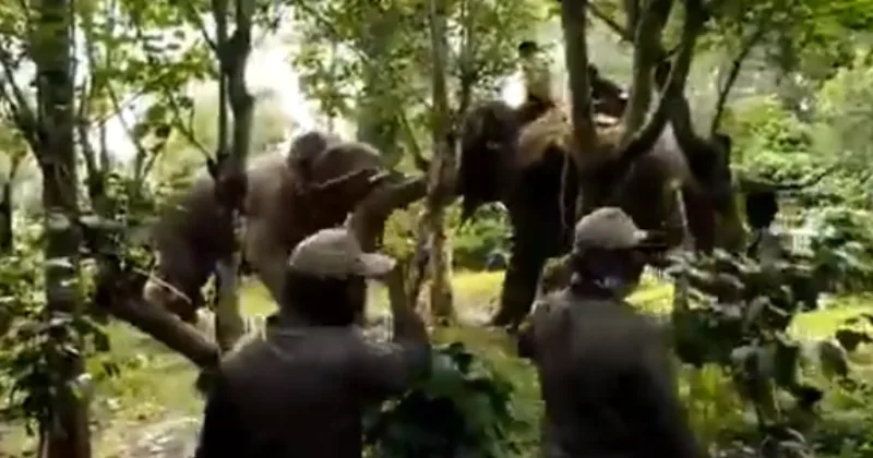 Elephant