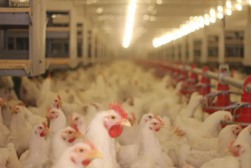 Chickens