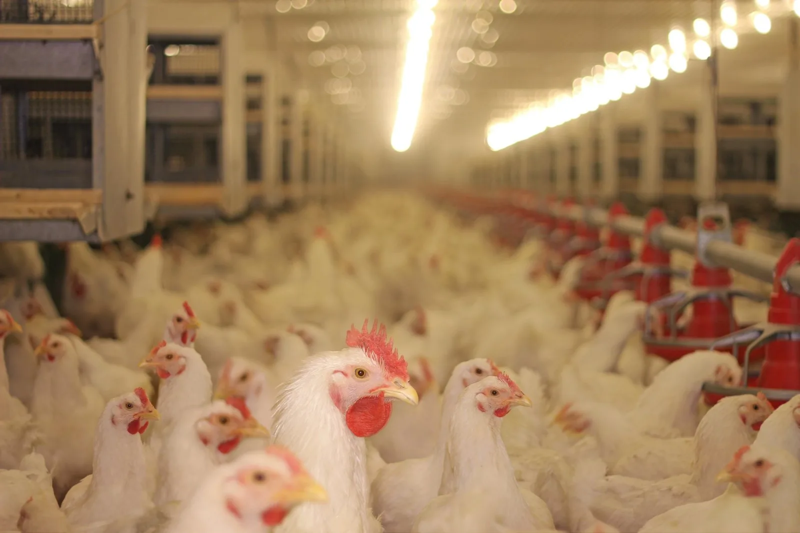 Chickens