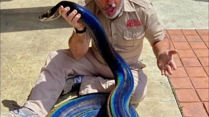 Rainbow snake