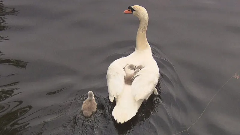 Father Swan