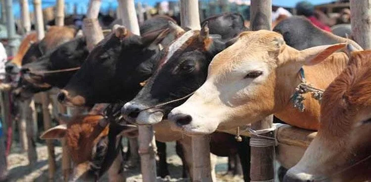 Eid-Ul-Adha
