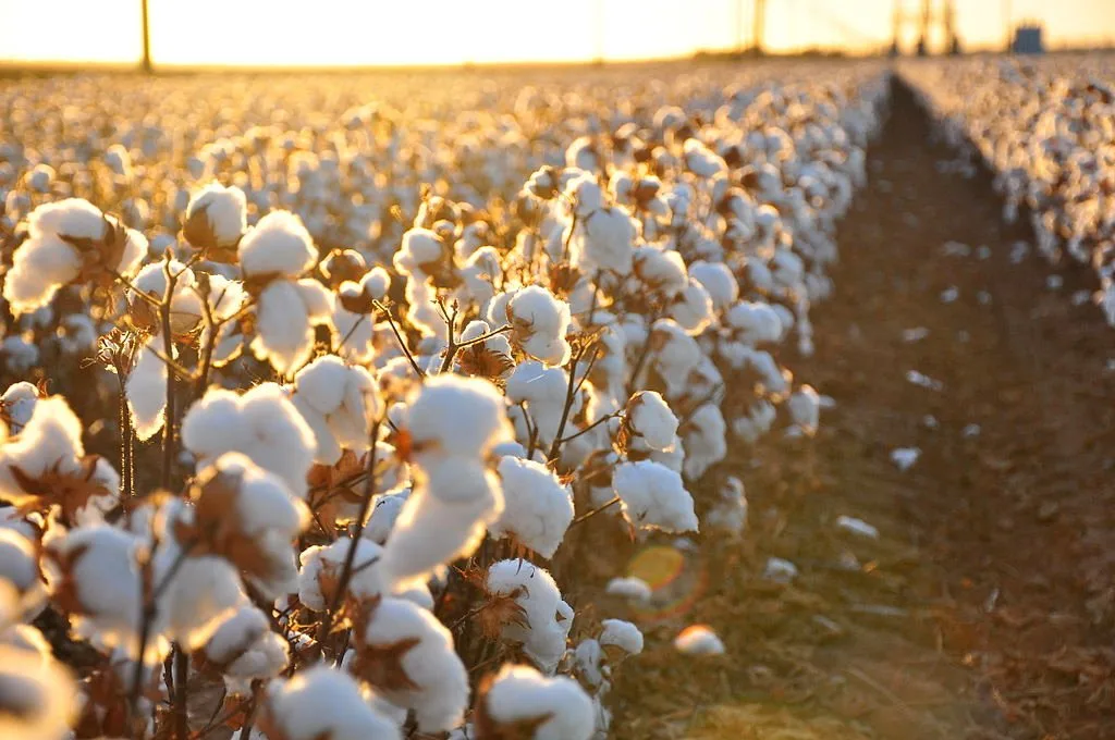 Cotton Farm