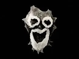 Amoeba