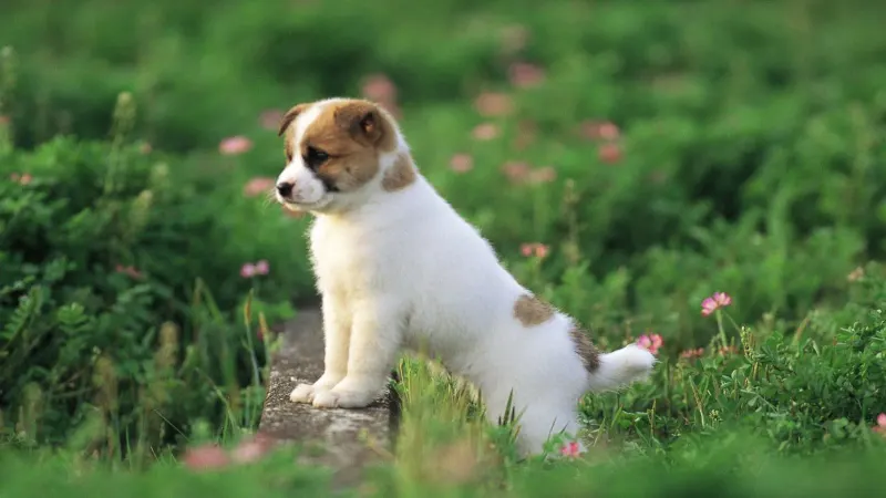 Puppies