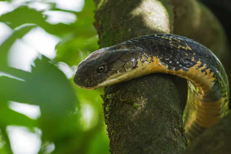 King cobra