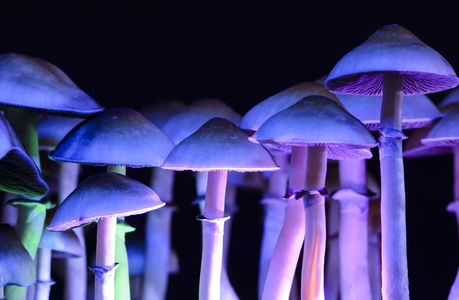 Psilocybin