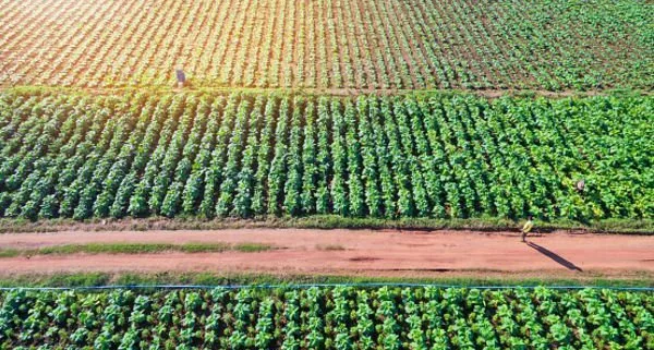 Agriculture