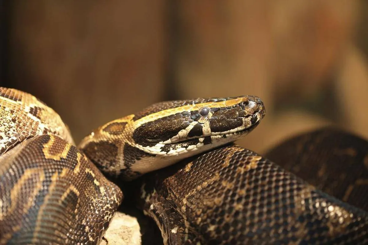 Python