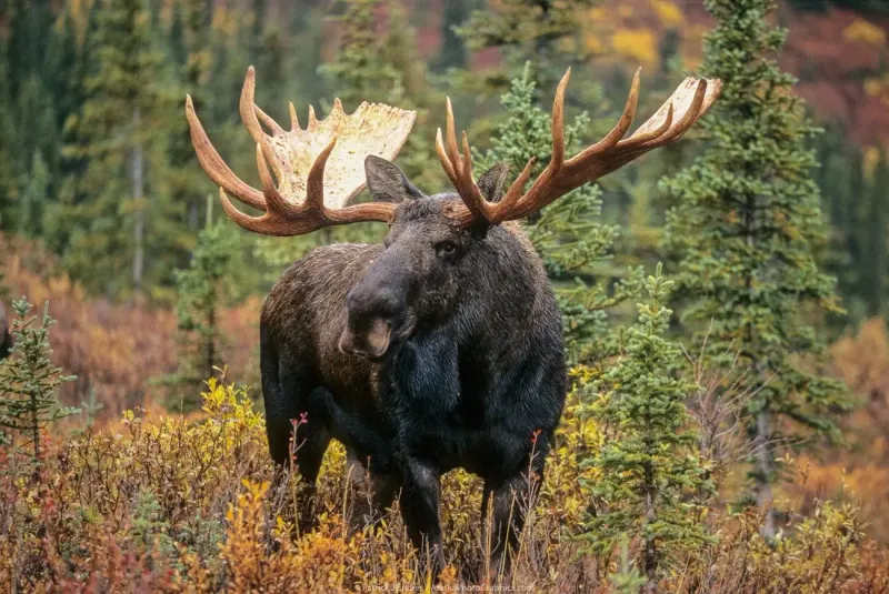 Bull Moose